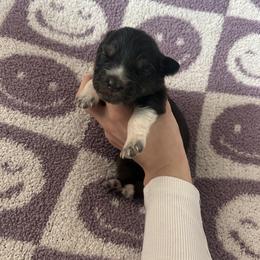 Resty - Black tri-color female Australian Shepherd puppy in Mcmillan, Michigan from Hall-N-Auss Australian shepherds