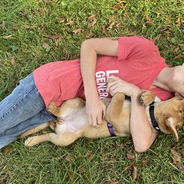 Labrador Retriever Puppies from Spring Water Labs of the Carolinas