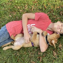 Labrador Retriever Puppies from Spring Water Labs of the Carolinas