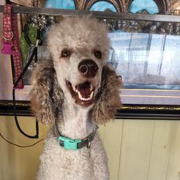 Apollo - Poodle