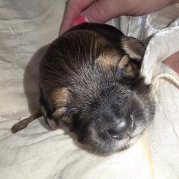 Choc - Chocolate sable male Havanese puppy in Medina, Ohio from Momma's Minis