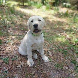 Biscuit (Green Collar) - Yellow male Labrador Retriever puppy in Prince George, Virginia from Kingdom Kenelz Labradors