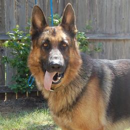 German Shepherds from Von Arc German Shepherds