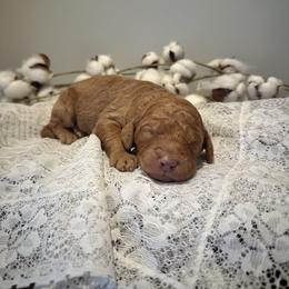 Espresso - Red  female Goldendoodle puppy in Taylorsville, North Carolina from Doggone Dixie Doodles