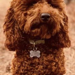 Goldendoodles from My Awesome Rover