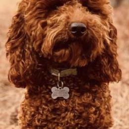 Goldendoodles from My Awesome Rover