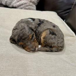 Oreo - Blue merle male Aussiedoodle puppy in Heber City, Utah from Junipersdoodles