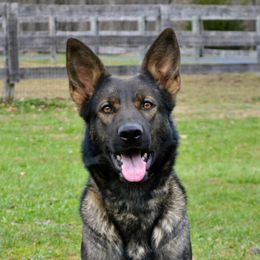 Belka - German Shepherd