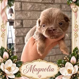 Caramel - Lilac female Shih Tzu puppy in Connersville, Indiana from Sugar and Spice Shihtzus
