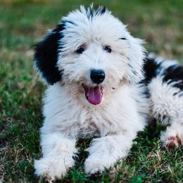 Sheepadoodles from Ruff Cuts Animal Farm