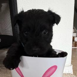 Alfie - Black male Scottish Terrier puppy in Albuquerque, New Mexico from Johnson's Highland Terriers
