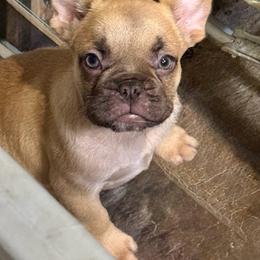 Wonka - Blue fawn male French Bulldog puppy in Saucier, Mississippi from Mississippi Sound Frenchies
