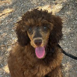 Della - Sable female Poodle puppy in Gilbert, Arizona from Tailored Poodles