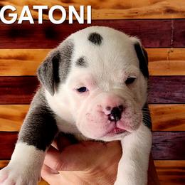 Rigatoni - Blue tri-color male Bulldog puppy in Washington from Sun City Campeiro Bulldogs
