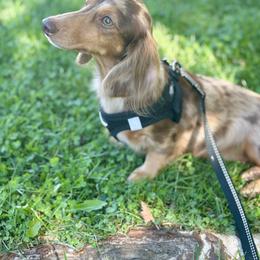 Mia - Dachshund