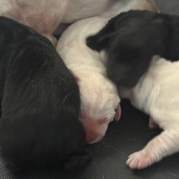 Girl 1 - Black female Labrador Retriever puppy in Isanti, Minnesota from Four Corners Family Labs