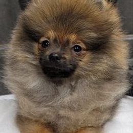 Kilo - Pomeranian