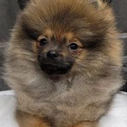 Kilo - Pomeranian