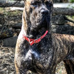 Beaucerons and Cane Corso from Svajonė Kennels