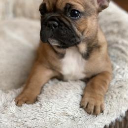 French Bulldog Puppies from Roley Poley Frenchies