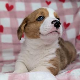 Pigpen aka Stanley - Red merle and white male American Corgi puppy in Clarksville, Tennessee from Cold Creek Family Farm LLC