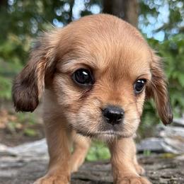 Poodle puppies from Rarity Royales