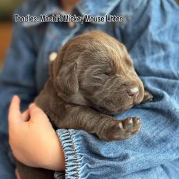 Toodles - Chocolate female Labrador Retriever puppy in Owosso, Michigan from Bennington Retrievers