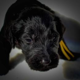 "born 10/19/23" Labradoodle Puppies from Big River Doodles