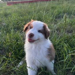 Millie - Red tri-color female Australian Shepherd puppy in Washington, Oklahoma from Top Draft Genetics