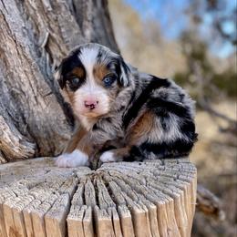 Blizzard - male Australian Mountain Doodle puppy in Randolph, Utah from Dry Canyon Pups