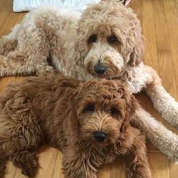Goldendoodles from Mini Golden Doodles Kailua