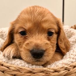 AKC Boy 2 - Red male Dachshund puppy in Bolivar Peninsula, Texas from A and G Dachsunds