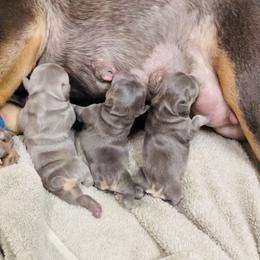 French Bulldog puppies from Franklee Frenchies