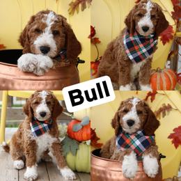 Bull - Red  male Goldendoodle puppy in Sioux Falls, South Dakota from Dolly's Doodles