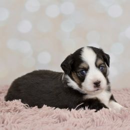 Belle - Black tri female Toy Australian Shepherd puppy in Wichita Falls, Texas from Shooting Stars Ranch Toy and Mini Aussies