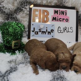 Goldendoodle and Poodle Puppies from Partridge Doodles and Poodles