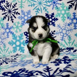 Emu (M2) - Black tan and white male Siberian Husky puppy in Lunenburg, Vermont from SNOW WOOLY HUSKY