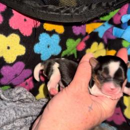 Chocolate Parti boy - Chocolate and tan male Yorkshire Terrier puppy in Des Moines, Iowa from Diamond Yorkshire Terriers