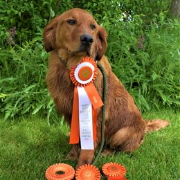 Golden Retrievers from Lish Kennels Golden Retrievers