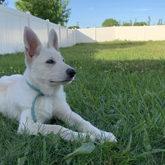 Belgian Malinois and German Shepherd Puppies from Fauna Kennel