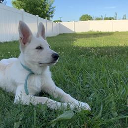 Belgian Malinois and German Shepherd Puppies from Fauna Kennel
