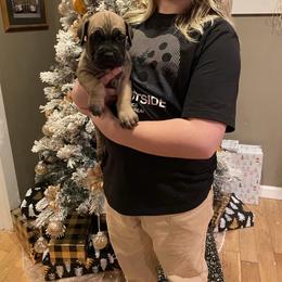 Boy 3 - Fawn male Cane Corso puppy in Olympia, Washington from Grayling Dawn Cane Corso