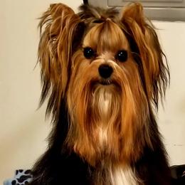 Biewer Terriers and Yorkshire Terriers from Donnas DiamondZ