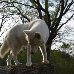 Voodoo - Siberian Husky
