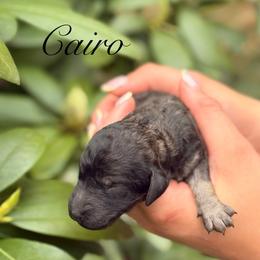 Cairo - Sable female Poodle puppy in Eugene, Oregon from Mount Zion Kennels