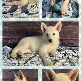 German Shepherd Puppies from Pocono GSD