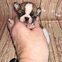 Biscuit - Sable spotted white female Chihuahua puppy in Palmyra, Indiana from Country Star Chihuahuas