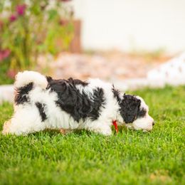 Bernedoodle and Goldendoodle Puppies from Sunnydoodle Utah