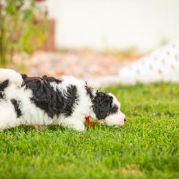 Bernedoodle and Goldendoodle Puppies from Sunnydoodle Utah