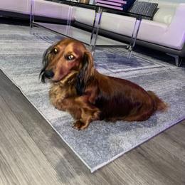 Dachshund All Grown Up from Jennifer Villazana